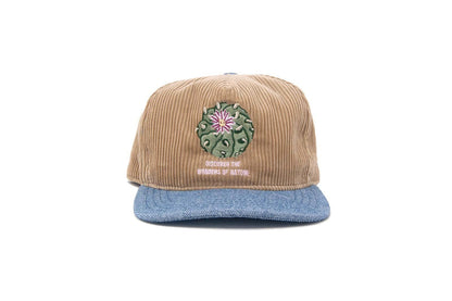 Discover Wonders - Strapback